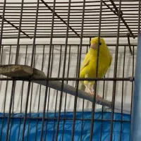 قناری|پرنده|رودبار, |دیوار