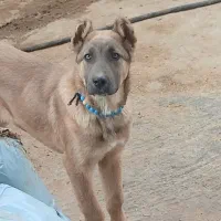 سگ|سگ|دینور, |دیوار