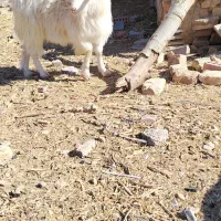 چپش|حیوانات مزرعه|زرند, |دیوار