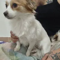 حیوان خانگی|سگ|وحیدیه, |دیوار