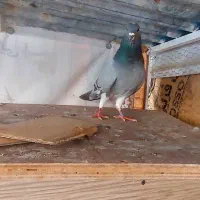 نر خرقه کیپ روس گردن سبز
