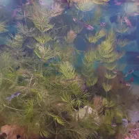 گیاه شویدی طبیعی|ماهی|بندر ماهشهر, |دیوار