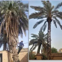 بریدن نخل قطع درخت درآوردن ریش سمپاشی هرس تمیز نخل