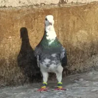 کفتر کیشکلک ابلغ سرخ کاکلی