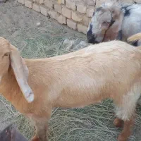 برو|حیوانات مزرعه|زابل, |دیوار