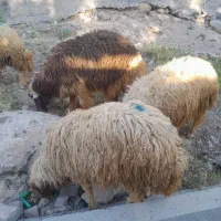 بره نر