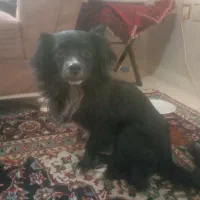 واگذاری را اشپیز