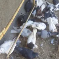 کبوتر|پرنده|نیشابور, کلاغان|دیوار