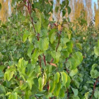 نهال با کیفیت اصلاح شده با ضمانت|خدمات باغبانی و درختکاری|اردبیل, |دیوار