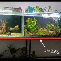 آکواریوم لوکس آماده استفاده شاسی آهنی ولوازم کامل|ماهی|ارومیه, |دیوار