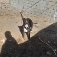 سگ پیتبول اصل|سگ|نقده, |دیوار