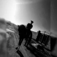 اسب سیلمی کورد