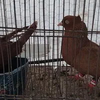 سلام دم سفید وسرخ زرد کاکلی وکرمونی سرخ