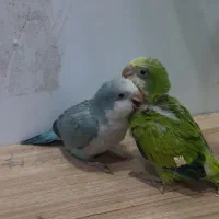 جوجه راهب با کیفیت و سلامت کامل موجود شده
