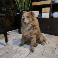 چاو چاو زبون بنفش