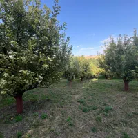 باغ سیب|فروش دفتر صنعتی، کشاورزی، تجاری|هشترود, |دیوار