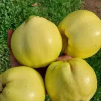 راهنمایی بساط میوه