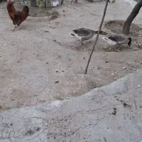 غاز|حیوانات مزرعه|مراغه, |دیوار