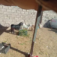 کهره نر سه تا یکی ماده.