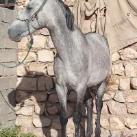 اسب بی نظیر|اسب و تجهیزات اسب‌سواری|خرم‌آباد, |دیوار