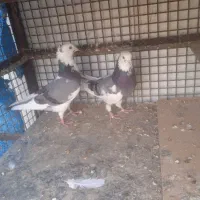 کفتر پرشی به شرط