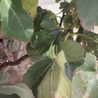 مدارک پیدا کردم بلوار روحانی