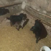 ۴عدد بز جوان شیری خانگی|حیوانات مزرعه|ساوه, |دیوار