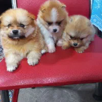 پشمالو های خوشگل