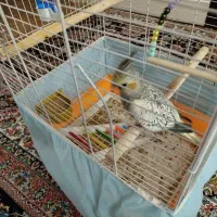 عروس هلندی ماده کاملآ دستی دستی