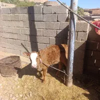 گاو گوساله میش گوسفند قوچ