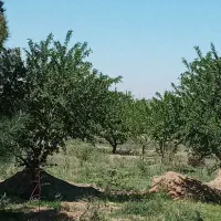 باغسندتکبرگ آبکشاورزی برق،سهیلیه،زعفرانیه،زکی آباد|فروش زمین و ملک کلنگی|کرج, فاز ۲ مهرشهر|دیوار