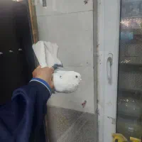 کفتر