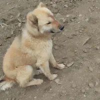 سگ نگهبان
