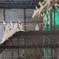 عروس هلندی دستی|پرنده|قم, نخودی|دیوار