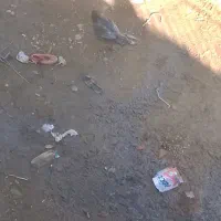 یک عدخروس ویک مرغ