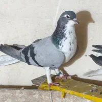 دمگیر
