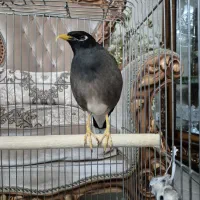 مرغ مینا نر سخنگو