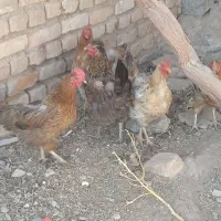 مرغ و کبوتر