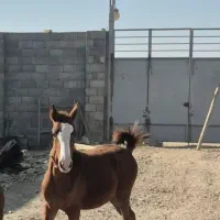 فروش|اسب و تجهیزات اسب‌سواری|فلاورجان, |دیوار