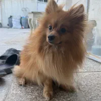 پامرانین نر جفتگیری