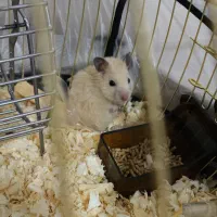 همستر اهلی خانگی 2 عدد