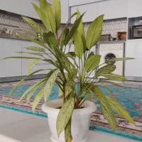 گل طبیعی