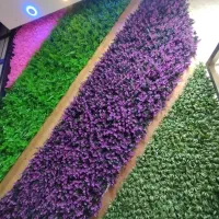گرین وال|گل مصنوعی|کرج, کوی کارمندان جنوبی|دیوار
