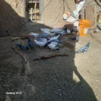 کبوتر دورگ جفتی