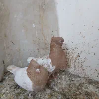 کفتر|پرنده|مشهد, کارمندان دوم|دیوار