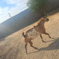 فروش یک عدد نری شهرک رودبار|حیوانات مزرعه|رویدر, |دیوار