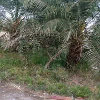 فروش نخل حلیلی