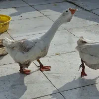 دو عدد قو غاز نر لیندا اصیل|حیوانات مزرعه|آمل, |دیوار