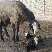 اصلاح نژاد شال|حیوانات مزرعه|فردوس (کرمان), |دیوار
