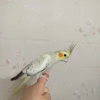 عروس هلندی ماده مرواریدی دستی، ابلغ و لوتینو